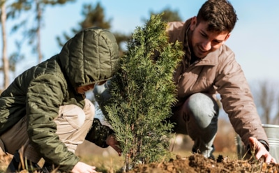 Народные способы защиты сада: хвоя против вредителей — как избавиться без химикатов и сохранить урожай