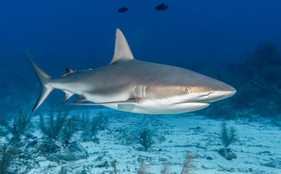 Акулы против морских ежей: как хищники помогают восстановить экосистемы — неожиданные союзники баланса