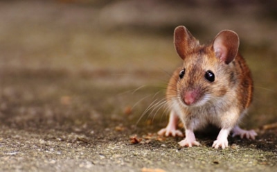 Ультразвуковые способности грызунов: как мыши используют звук для обоняния — новое открытие ученых