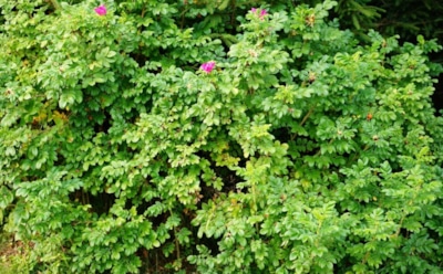 Живая изгородь с пользой: какие кустарники выбрать для зонирования и плодоношения — идеи для сада