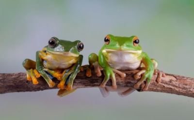 Песни новых видов лягушек с Мадагаскара: уникальные звуки из «Звездного пути» — открытие ученых