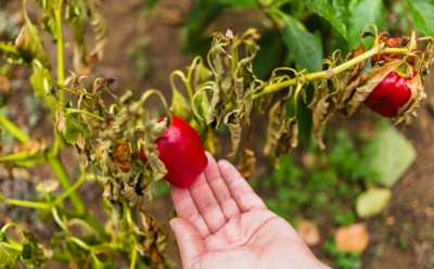Как ухаживать за перцами по осени: советы для повышения урожая — подкормки, полив и защита от холодов
