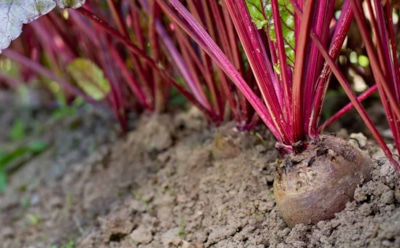 Как вырастить свеклу без ошибок: основные правила ухода — советы для обильного урожая