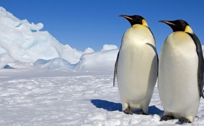 На грани вымирания: императорские пингвины в опасности — климатические изменения в Антарктиде угрожают популяциям