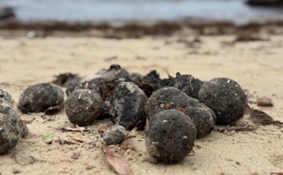 Таинственные черные шары на пляжах Сиднея: расследование экокризиса — углеводородное загрязнение угрожает природе