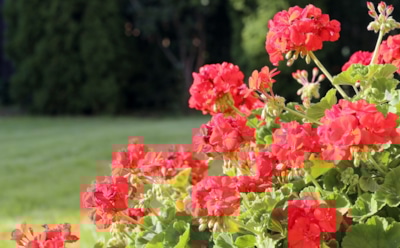 Почему скручиваются листья герани: причины и способы исправления — как вернуть цветку здоровый вид