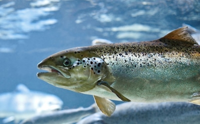 Неизвестные бактерии в мозге лососевых: новое понимание нейродегенеративных болезней — результаты исследования