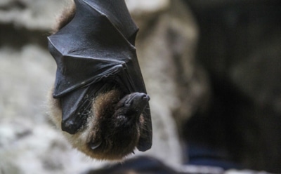 Тайна летучих мышей: как их иммунитет противостоит COVID-19 — ключ к новым методам лечения