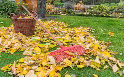 Осенняя подготовка участка к зиме: избегайте частых ошибок — советы по обрезке и уходу за садом