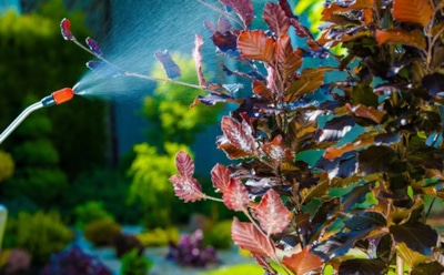 Качественная защита растений: как избежать вредителей и болезней — простые советы для сада