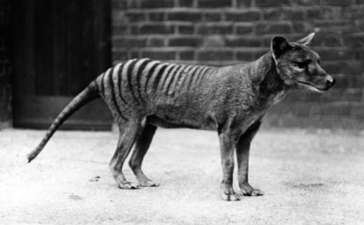 Останки тилацина обнаружены в музее Мельбурна: ученые надеются возродить исчезнувшего сумчатого — долгожданный прорыв