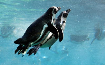 Быстрая эволюция позвоночных: ученые спорят о лидерах — гаттерии, пингвины или цихлиды