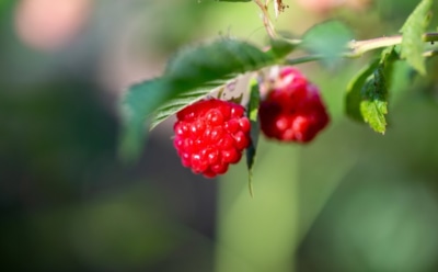 Червивая малина: как защитить урожай от вредителей — народные методы и профилактика