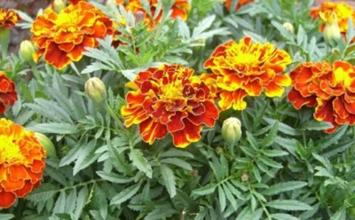 Бархатцы без земли: как вырастить рассаду в квартире за 5 дней — эффективный метод для городских условий