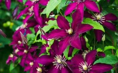 Клематис на вашем участке: секреты правильной посадки — как добиться пышного цветения на долгие годы