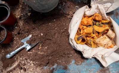 Мифы о пищевых отходах как удобрениях: что стоит знать огородникам — советы, которые могут навредить