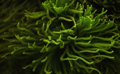 Уникальные микробы Гавайев: как планктон адаптируется к изменениям в океане — новое открытие в исследовании морской жизни