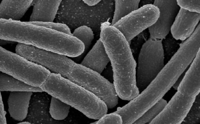 Прорыв в лечении рака: ученые создали вакцину из бактерий, которая учит иммунитет уничтожать опухоли