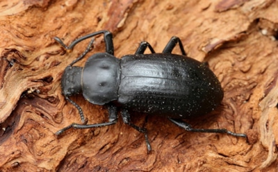 Эффективная борьба с жуком-короедом: народные методы, которые спасут сад — проверенные способы