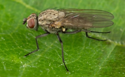 Защита от луковой мухи: эффективные способы борьбы — проверенные методы сохранения урожая