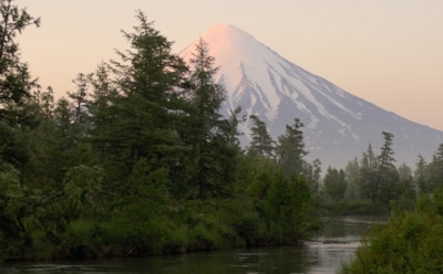 Исследование лесов Камчатки: увеличение зеленого цвета и редкие находки — ученые выясняют причины изменений в экосистеме