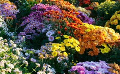 Эффективная борьба с вредителями цветов: народные методы и советы для сада — безопасное решение