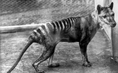 Тасманийский волк возвращается: ученые на шаг ближе к возрождению — геном восстановлен на 99,9%