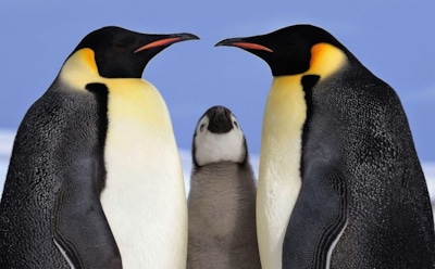 Искусственные дома для пингвинов: ученые спасают редкий вид — прирост популяции