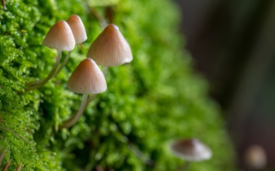 Грибы с интеллектом: мицелий демонстрирует сознательное поведение — новое открытие японских ученых