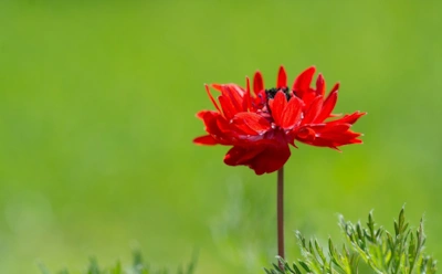 Сказка Аксакова «Аленький цветочек»: характеристика главных и второстепенных героев