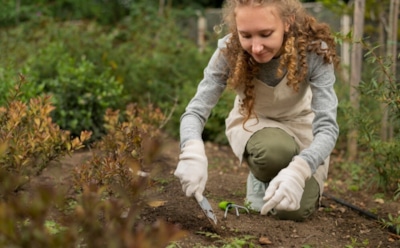 Как подготовить многолетние овощи к зиме: уход за щавелем, хреном и луком — советы для обильного урожая