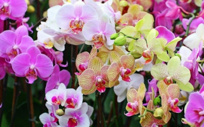 Секреты цветения орхидей: как добиться пышных бутонов — советы по уходу