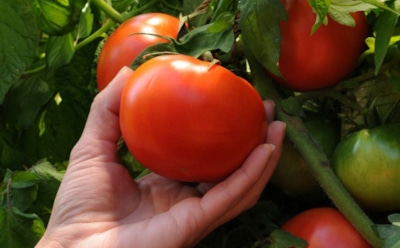 Дрожжи на огороде: подкормка для томатов и огурцов — увеличьте урожай без химии