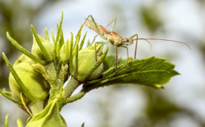 Непрошеные гости: выявлена связь неместных растений с нашествиями насекомых — экологические последствия и риски