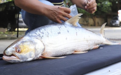 «Призрак Меконга» жив: гигантский лососевый карп вновь обнаружен — шанс на восстановление вида