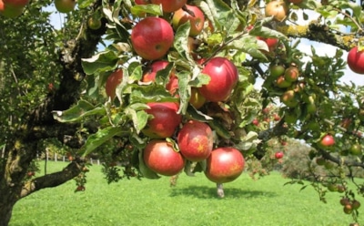 Как спасти яблоню от гибели: эффективные способы заделки трещин — советы по предотвращению гнили