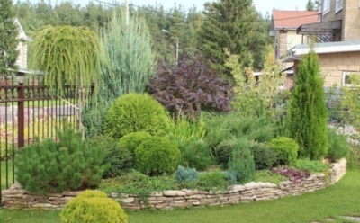 Дружные соседи: какие растения готовы терпеть рядом деревья и кустарники — советы по сочетанию культур на участке