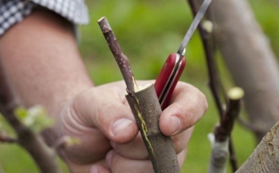 Зачем нужна прививка плодовых деревьев: способ повысить урожайность и вырастить редкие сорта — советы садоводам
