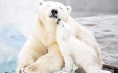 Косолапым режет лапы: климатические изменения вредят белым медведям — ледяные наросты и изменение цвета меха