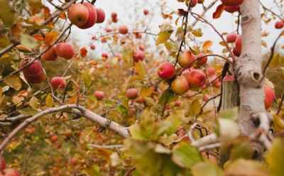 Осенний уход за яблонями: полив, подкормка и подготовка к зиме — советы по обрезке и защите