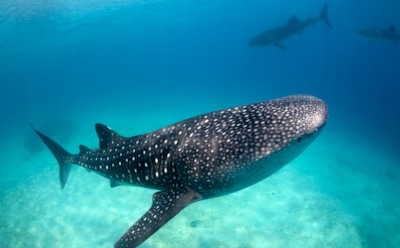 Китовые акулы на грани вымирания: климатические изменения угрожают кормовой базе — вероятность сокращения популяции