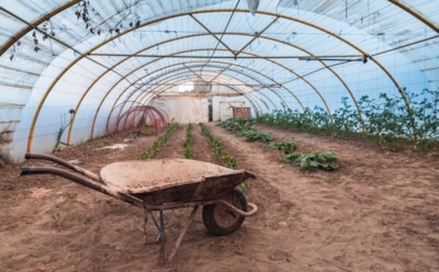 Весенняя подготовка теплицы: как восстановить почву для урожая — увлажнение, дезинфекция и сидераты