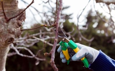 Правильная прививка плодовых деревьев: методы и рекомендации — советы для садоводов