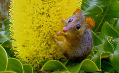 Неожиданные опылители Австралии: дикие грызуны помогают тропическим цветам — новое открытие ученых