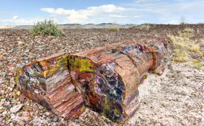 Древние реликвии Поволжья: уникальная находка палеоценового дерева в Саратовской области — новый экспонат музея