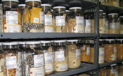 Сбор и хранение семян с огорода: как сохранить посевной материал на зиму — советы для богатого урожая