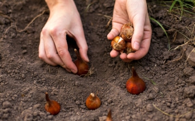 Осенняя посадка луковичных: как обеспечить здоровый рост тюльпанов и гиацинтов — советы по защите и удобрениям