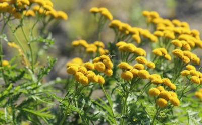 Пижма на участке: защита от вредителей и натуральный репеллент — простое выращивание и применение