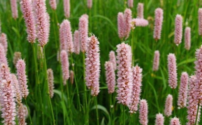 Декоративные агрессоры: какие безобидные на первый взгляд цветы могут захватить участок — советы садоводов