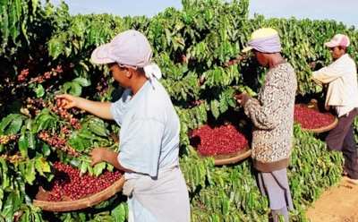 Кофе готовится к миграции: климат меняет территории выращивания — прогнозы для производителей